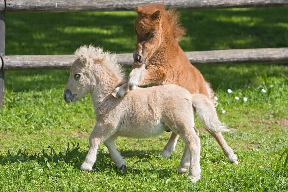 Rodeo The Miniature Horse Is So Cute